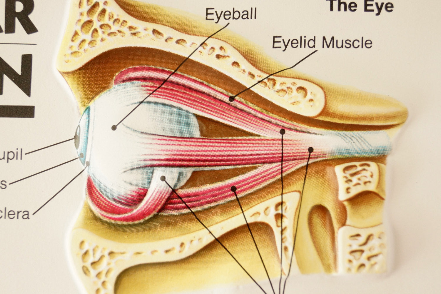 Vintage 3D Human Body Chart, Eye Ear and Skin, Human Anatomy (c.1980s