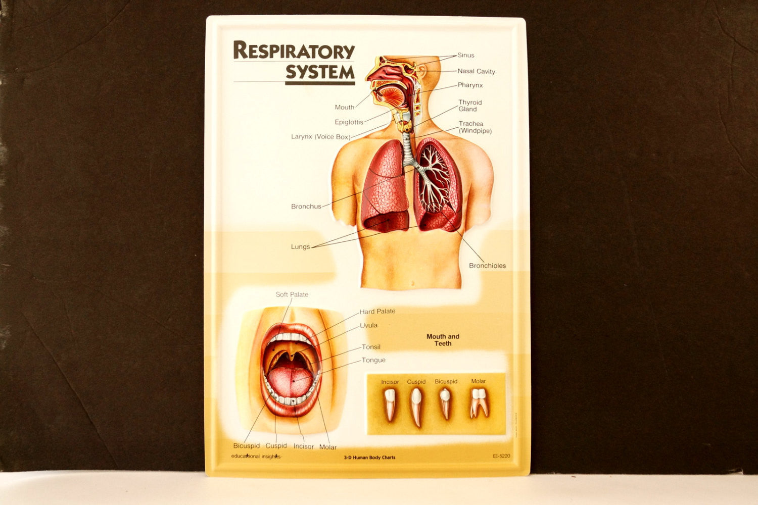 Vintage 3d Human Body Chart Respiratory System Human Anatomy C1980