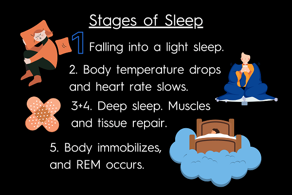 Five stages of sleep 