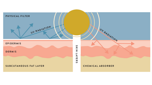 graphic image of chemical vs physical sunscreen from Miiko Safe Summer Skin Guidebook