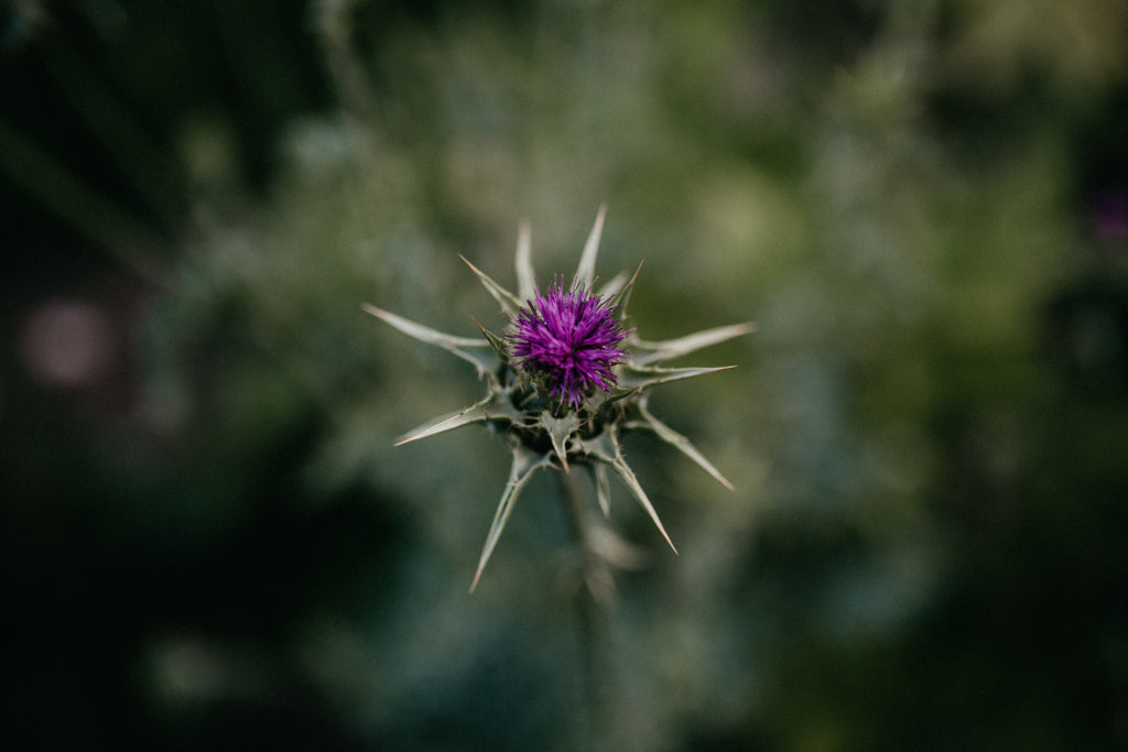 Milk thistle pod flower