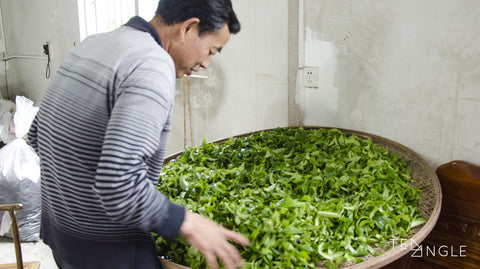 Hand shaking Oolong tea leaves