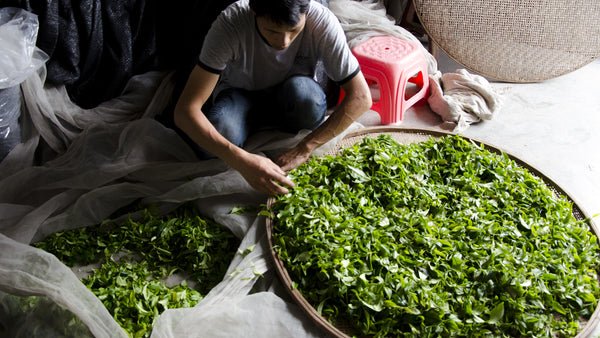 Getting ready to shake some Phoenix Dancong Oolong leaves