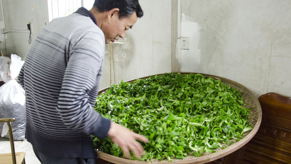 Mr. Lin tea producer