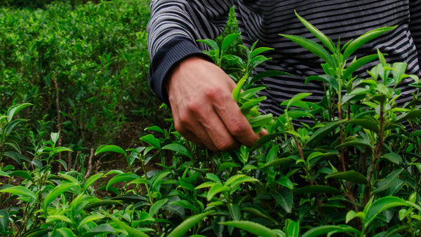 Artisan tea producer