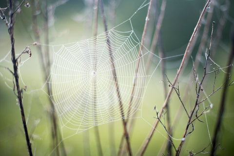 Dreamers and Drifters blog spiderweb