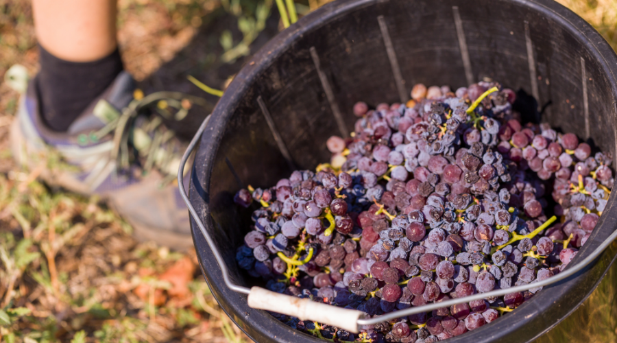 Picking grapes. All Saints Estate vintage | Wine Brothers HK