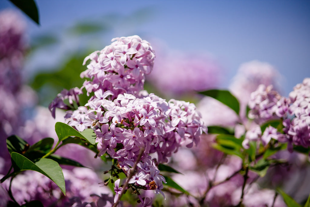 History of Color Lilac - Lilac Flower