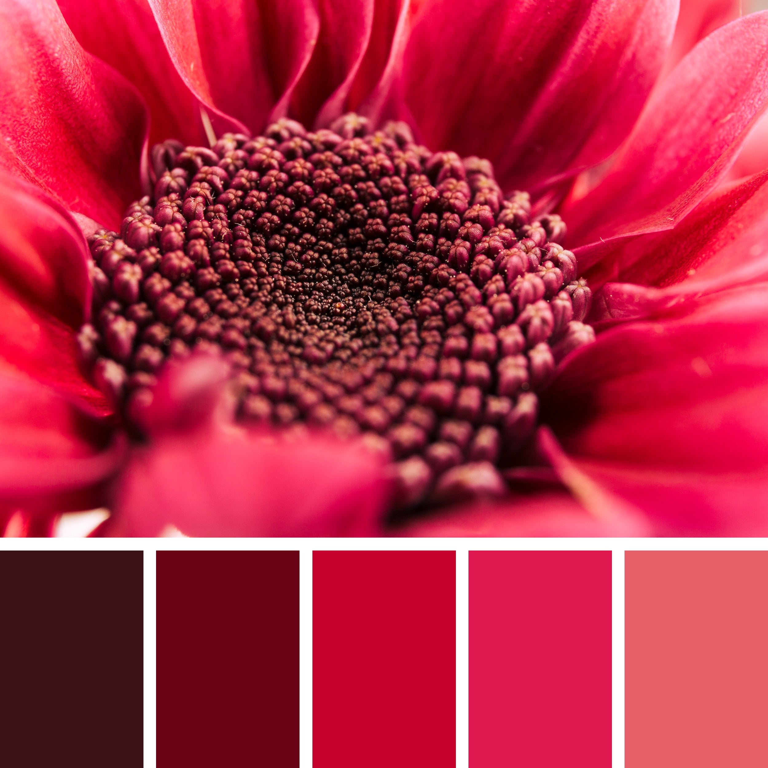 Maroon-and-Red-Color-Palette
