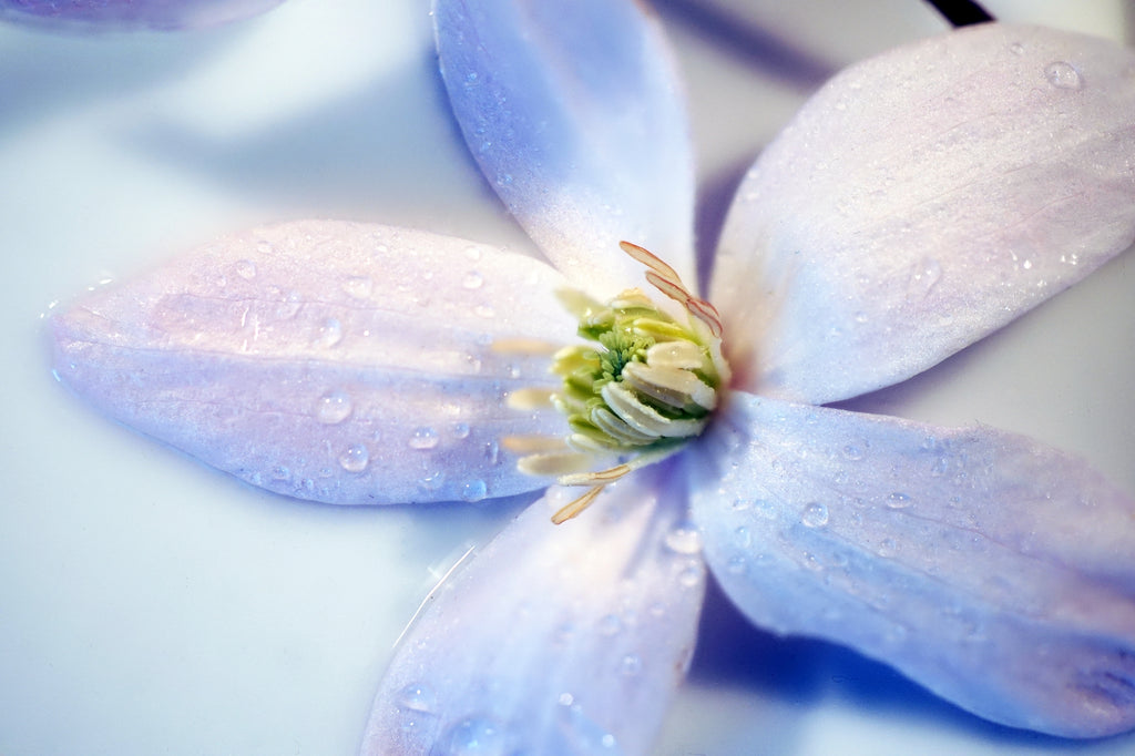 Psychological and Emotional Effects of Color Periwinkle