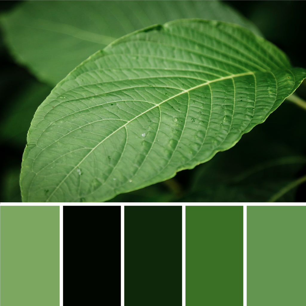 dark-green-color-palette-from-leaf