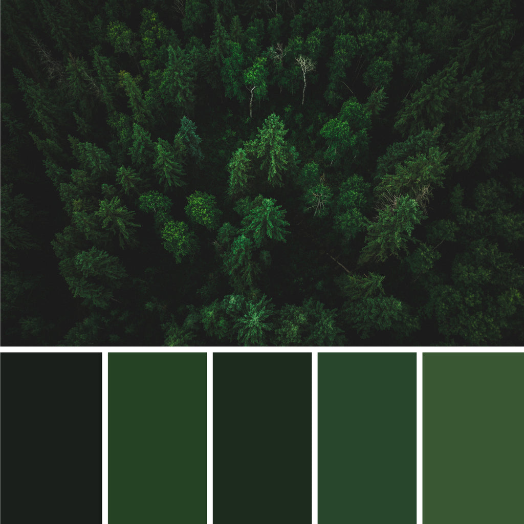 forest-green-color-palette-from-aerial-photo-of-forest