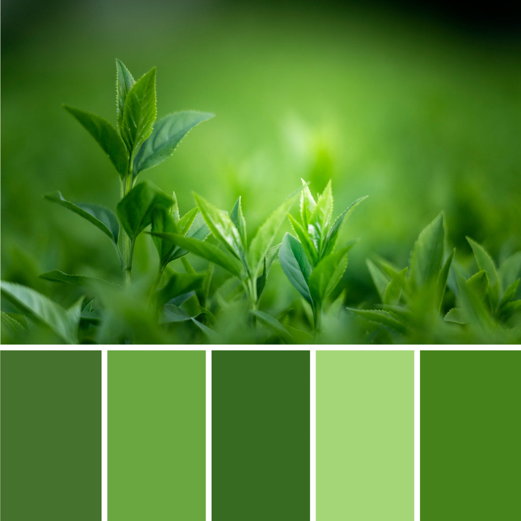 green-color-palette-from-morning-leaves