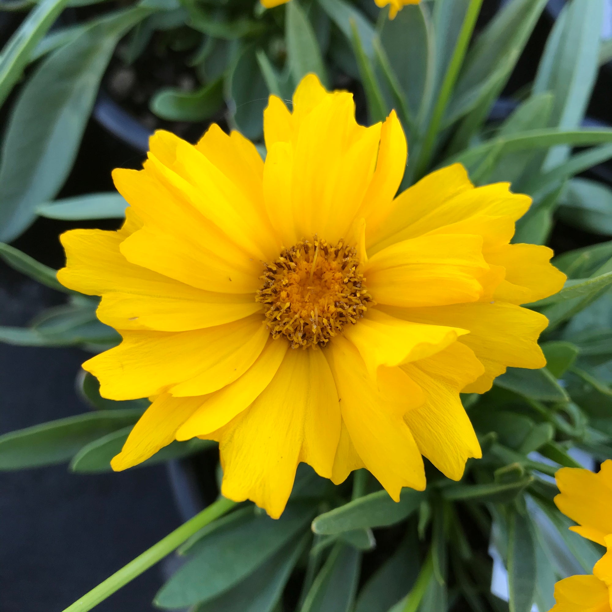 coreopsis-presto-the-greenhouse