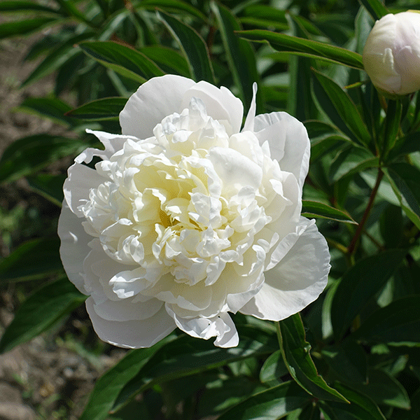 Пион duchesse de nemours фото и описание