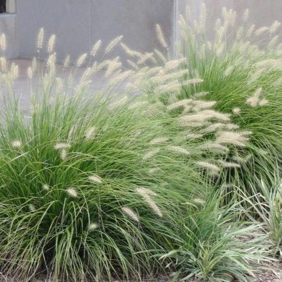 Fountain Grass 'Little Bunny' for Sale Online The Greenhouse