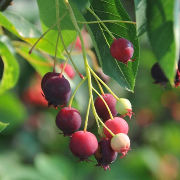 autumn brilliance apple serviceberry