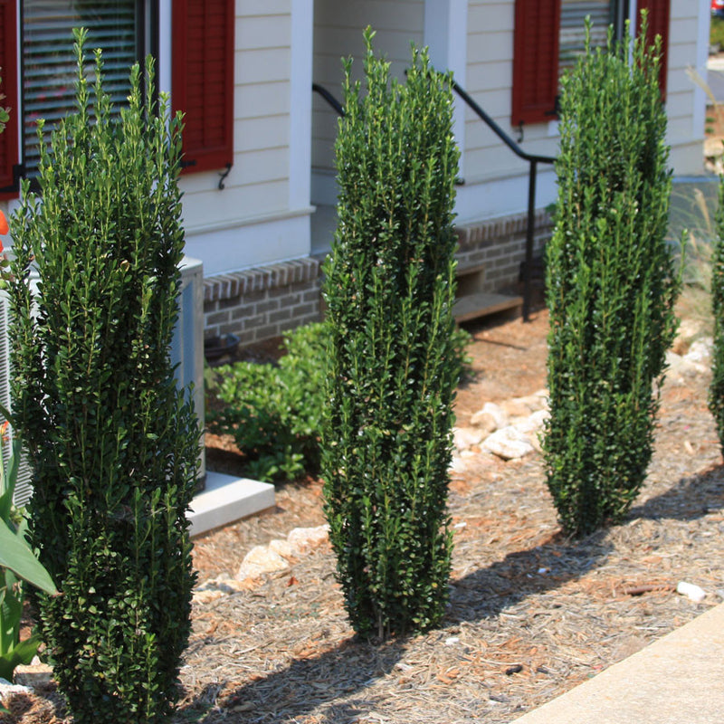 sky pencil holly shrubs