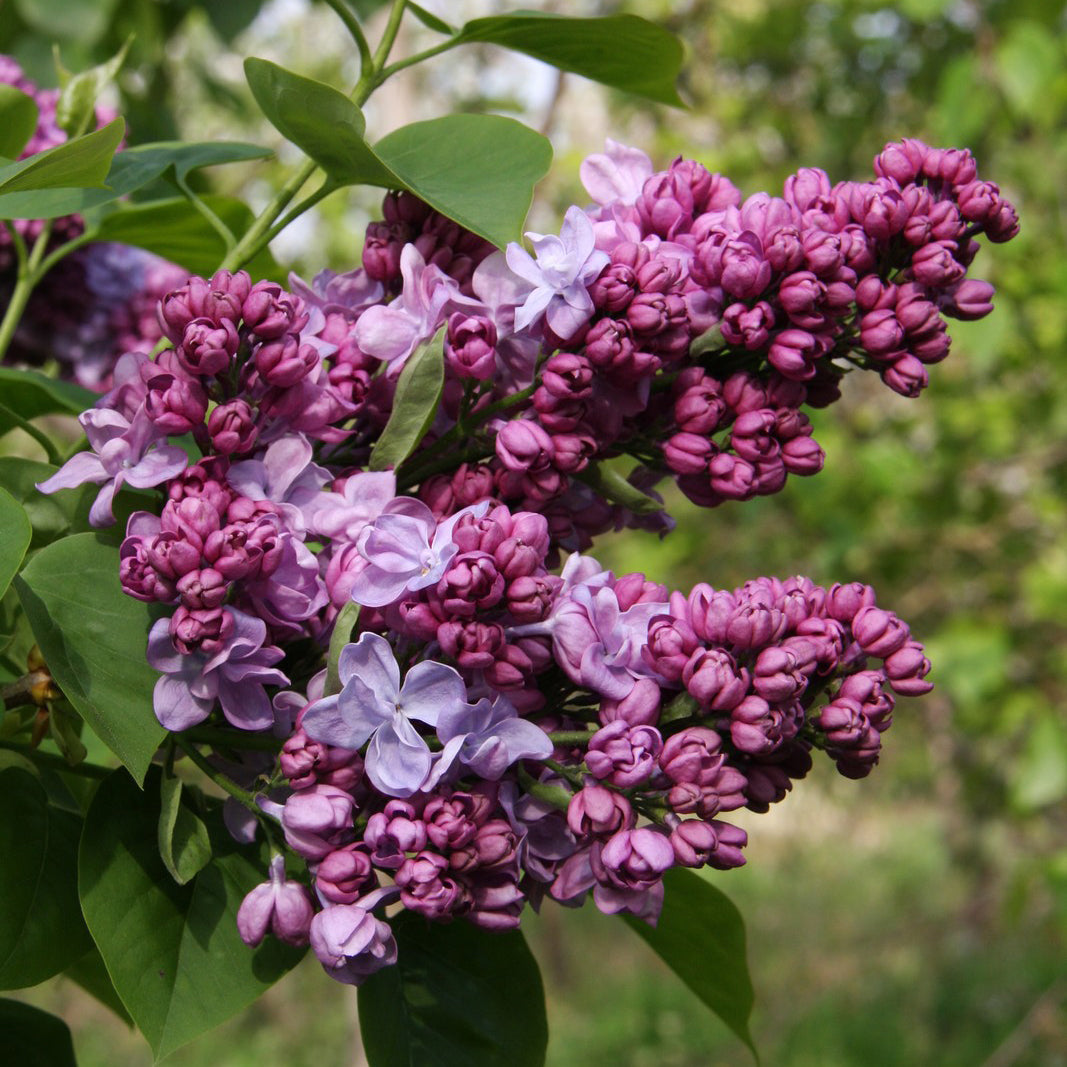 Katherine Havemeyer Lilac The Greenhouse