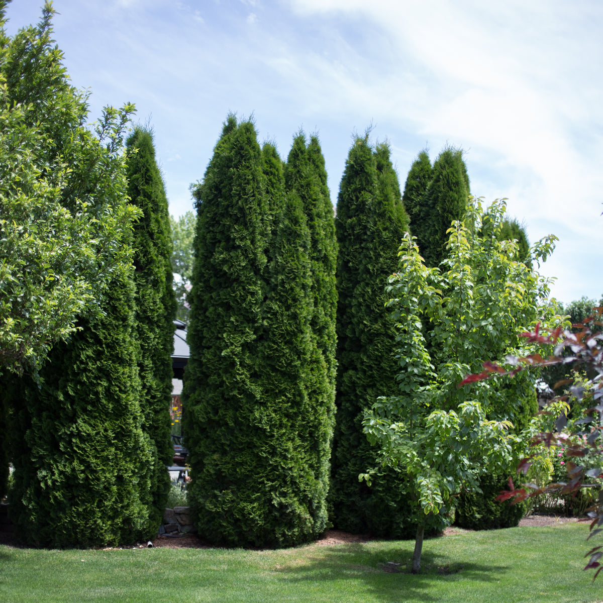 Emerald Arborvitae for Sale Online The Greenhouse