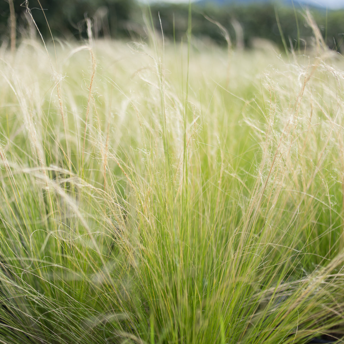 Pink Pampas Grass 200 Seeds - Cortaderia - Hirt's Gardens