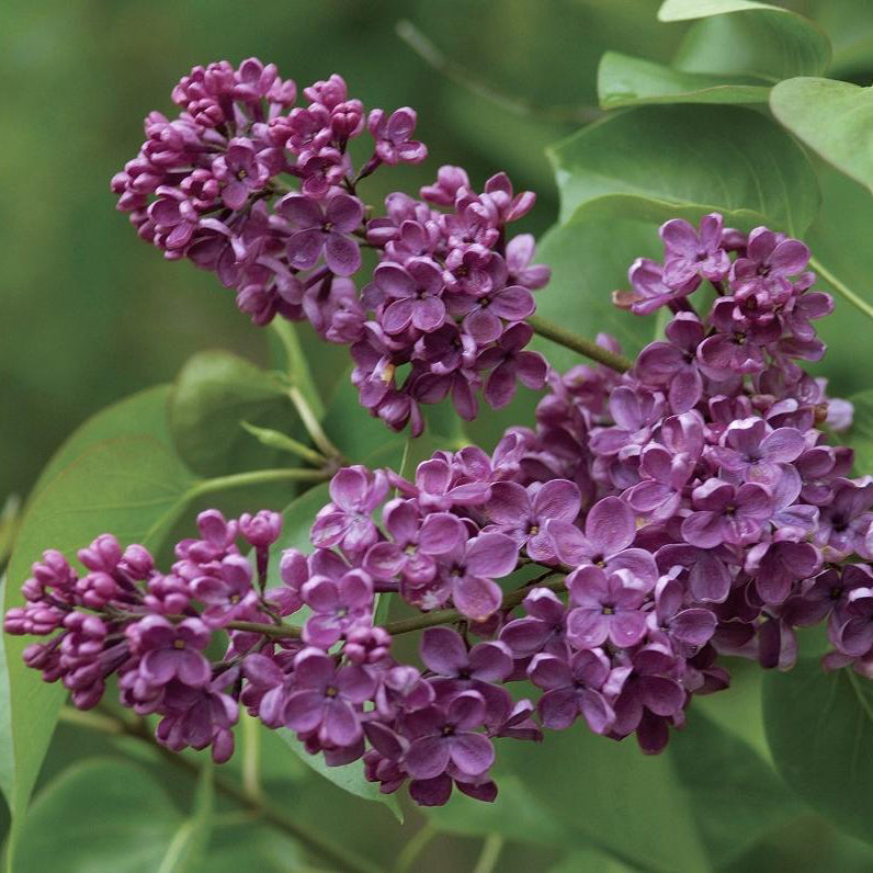 Yankee Doodle Lilac The Greenhouse