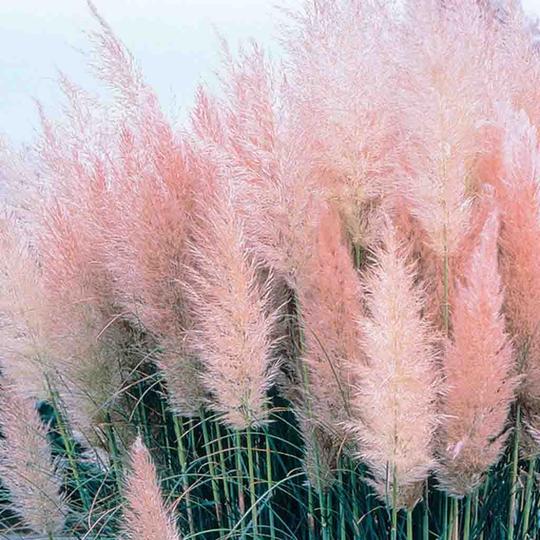 Light Pink Pampas Grass Spray - Kelea's Florals