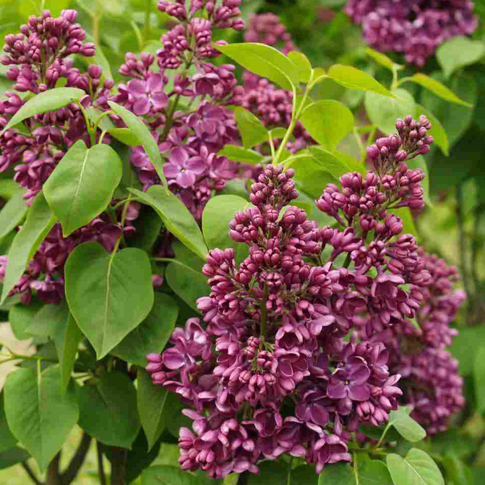 Yankee Doodle Lilac The Greenhouse