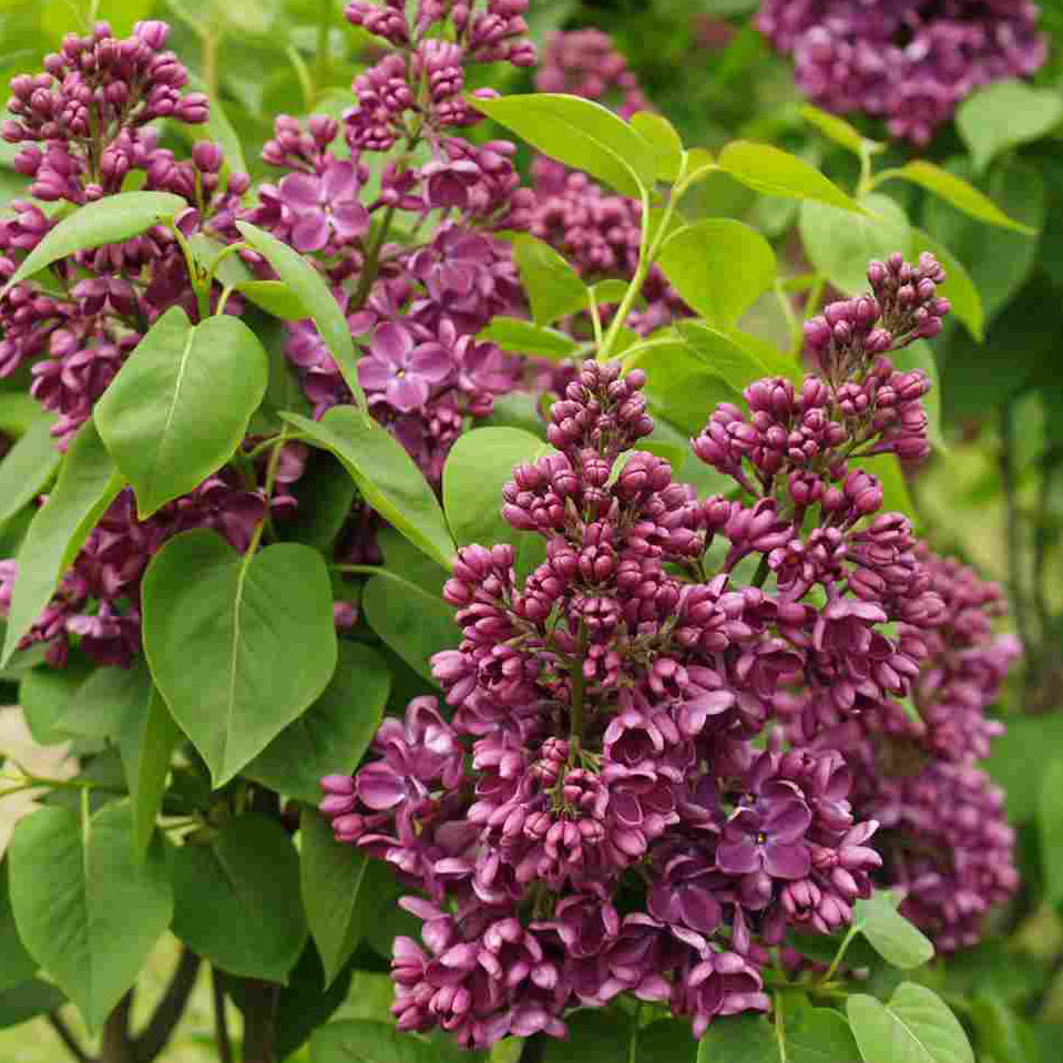 Yankee Doodle Lilac - The Greenhouse
