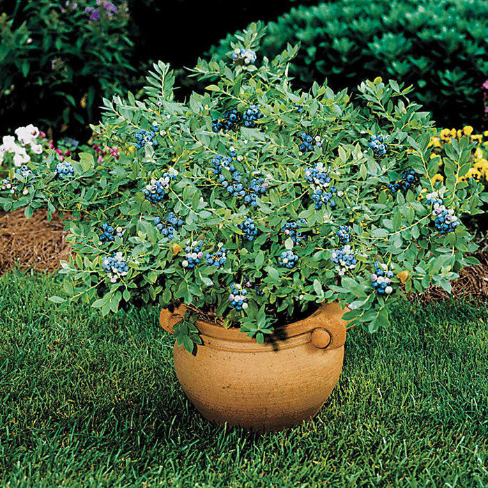 Blueberry 'Sunshine Blue' for Sale Online - The Greenhouse