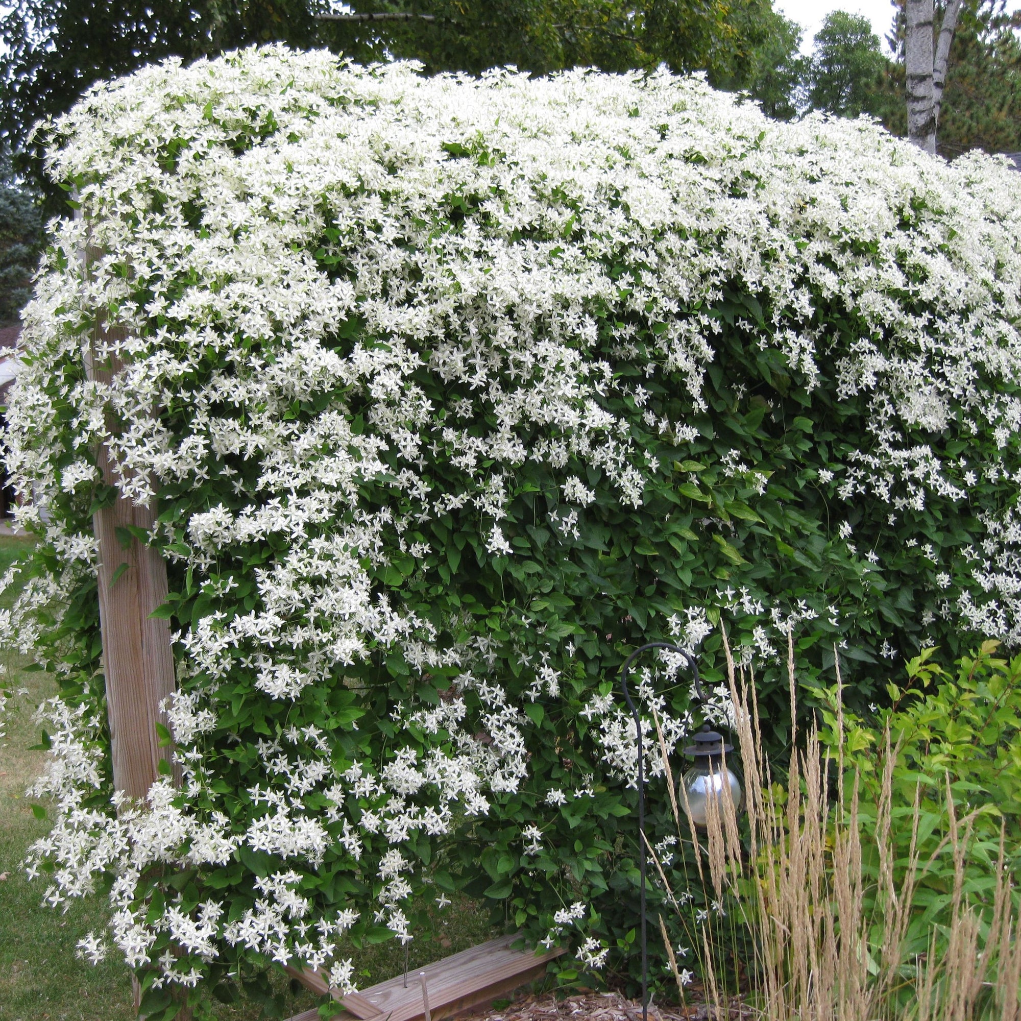 sweet autumn clematis for sale