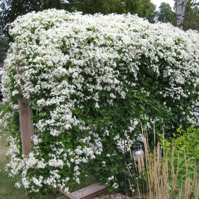 sweet autumn clematis in winter