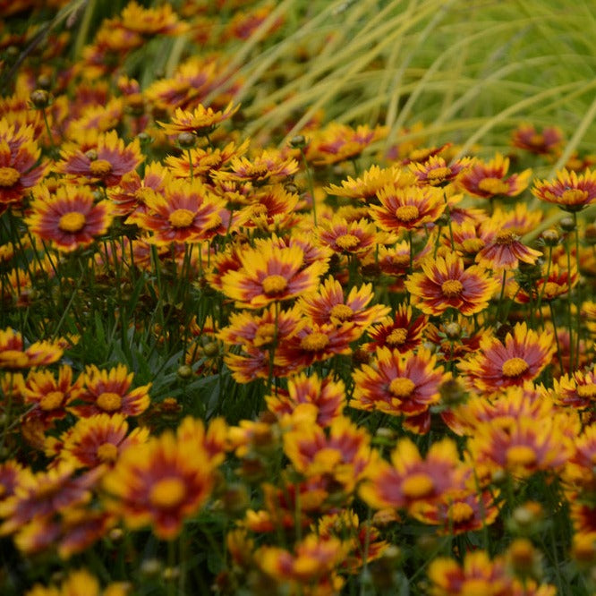 Delosperma Ocean Sunset™ Orange Glow - Johnson Nursery Corporation