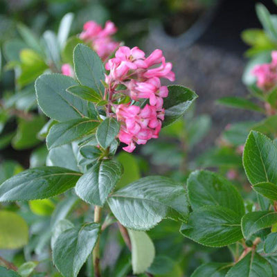 Image of Escallonia pink princess flowers