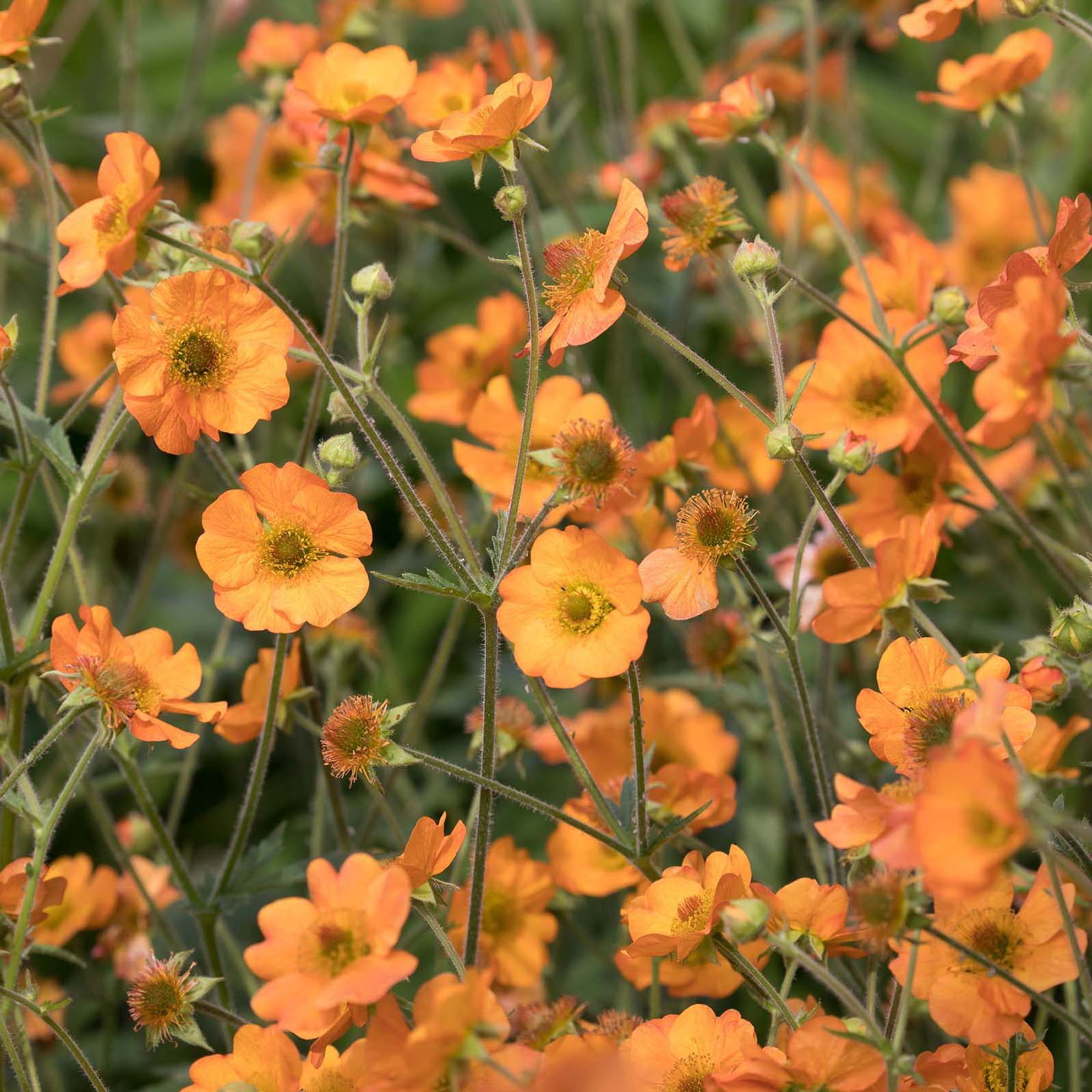 totally tangerine geum