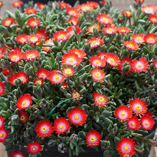 Jewel of Desert Grenade Ice Plant for Sale Online - The Greenhouse