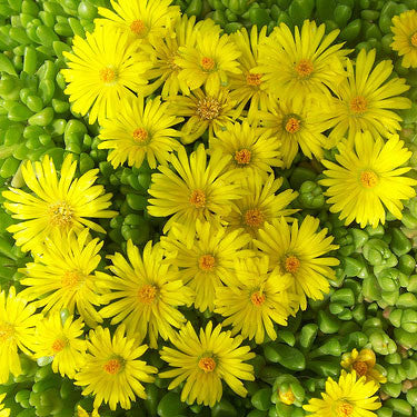 Hardy Yellow Ice Plant For Sale Online The Greenhouse