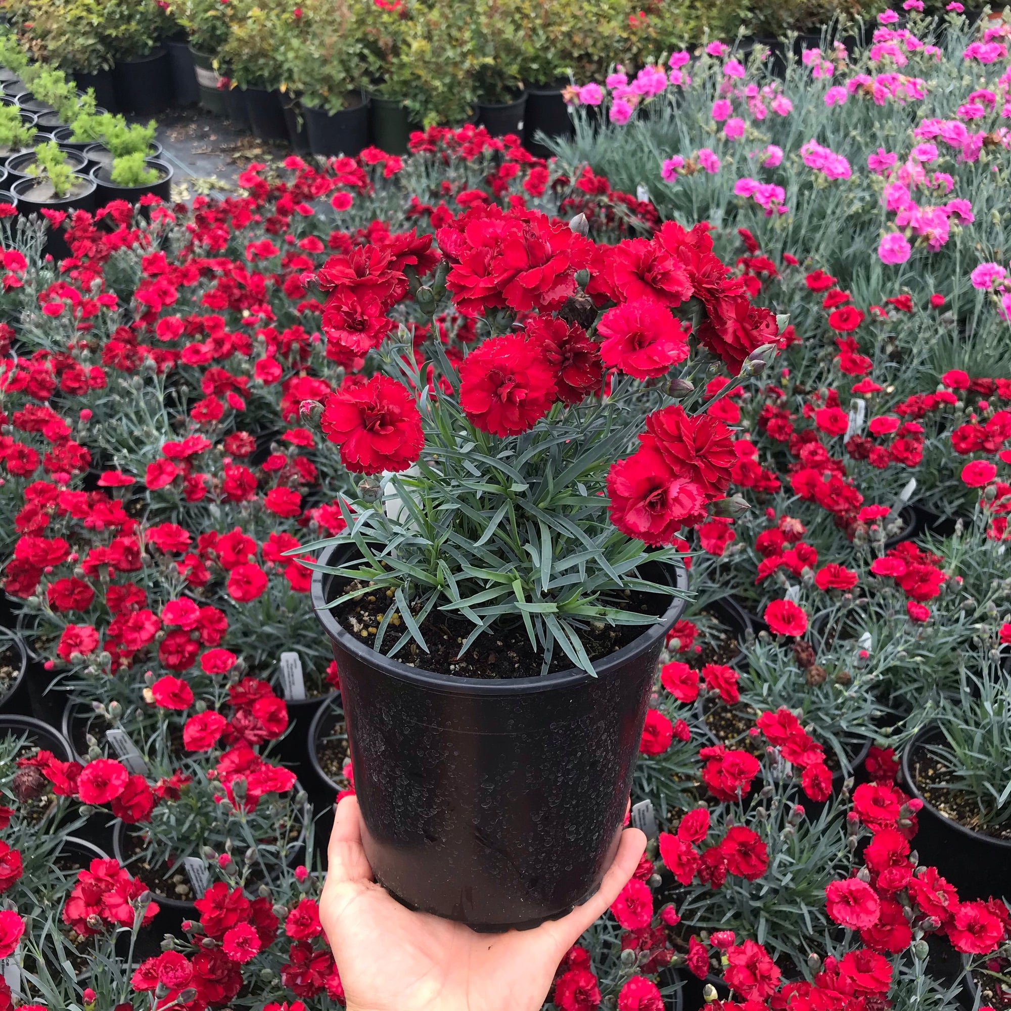 Desert Eve™ Deep Rose Yarrow - The Greenhouse