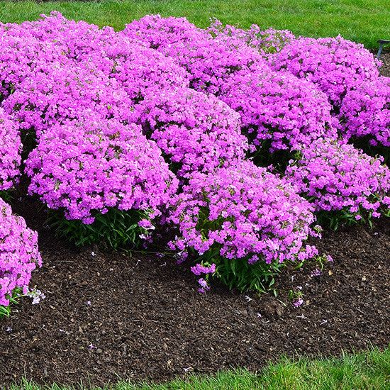 Forever Pink Hybrid Phlox for Sale Online – Greener Earth Nursery