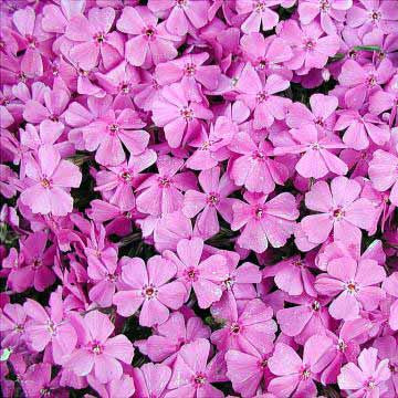 Phlox 'Creeping Pink' for Sale Online – Greener Earth Nursery