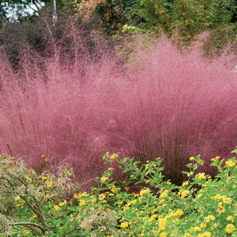 grass muhly pink muhlenbergia plant capillaris grasses plants ornamental garden fall desert deer stopper summer trees native drought late pretty