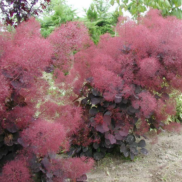 purple smoke tree