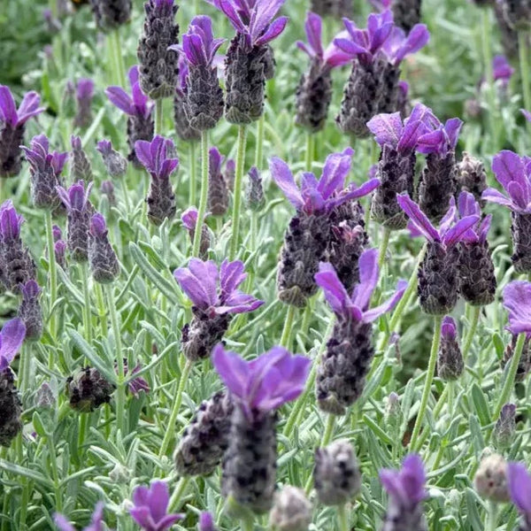 Spanish Lavender 'Silver Anouk' for Sale Online - The Greenhouse