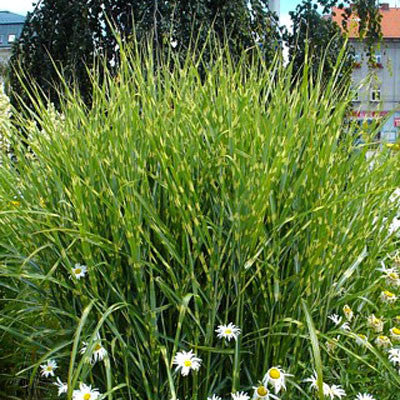 Zebra Grass for Sale Online – Greener Earth Nursery