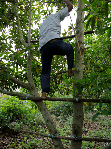 Man climbing tree