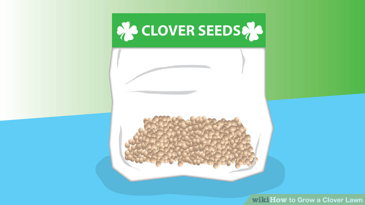 Buy some clover seeds at your local nursery or lawn-care store.