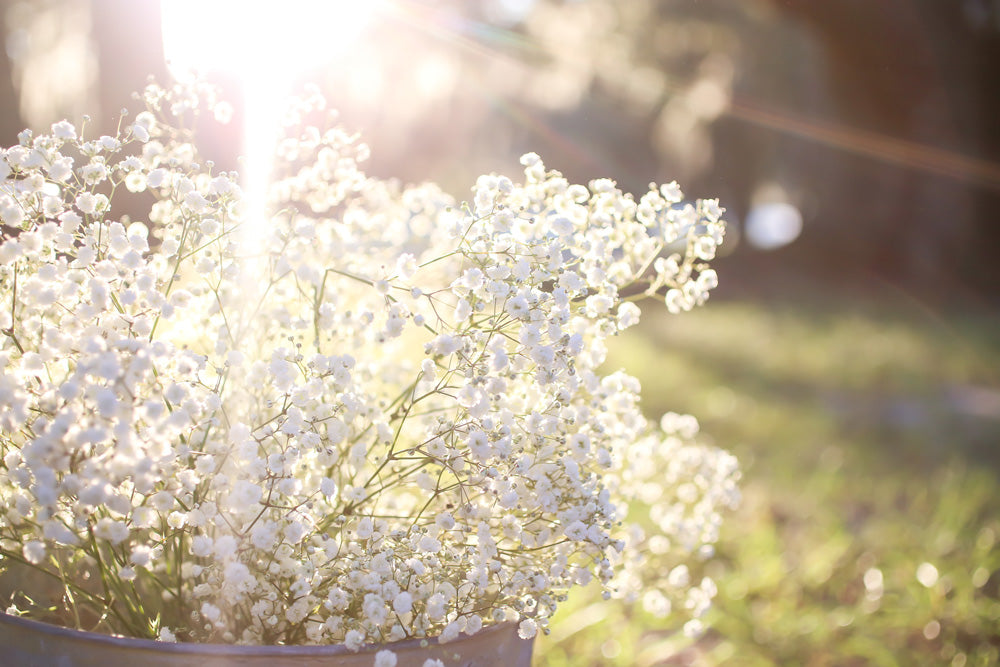 How to grow gypsophilia baby's breath