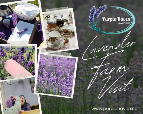 when to visit a lavender farm
