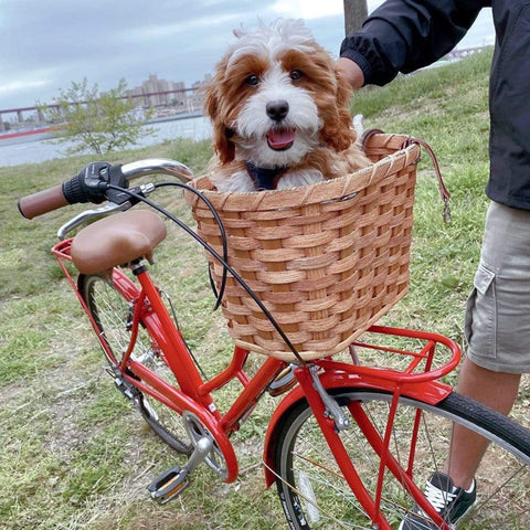 dog basket for bike 