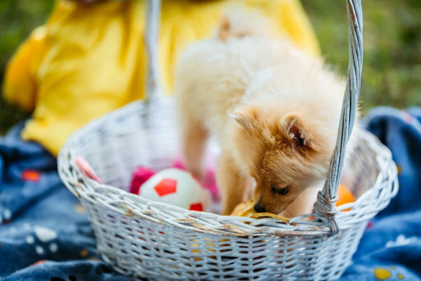 ideas of dog toy baskets